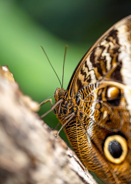 Der Eulenschmetterling von Fotos by Angelique