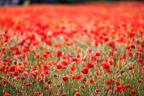 Poppy field