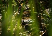 Nahaufnahme einer Ringelnatter im Gras