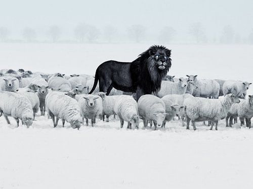 Lion among sheep by Sascha Hahn