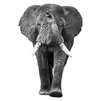The walking elephant with trunk up