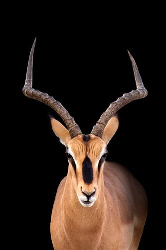Impala on black