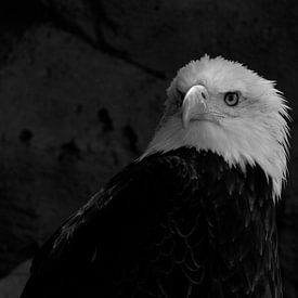 Bald eagle black and white by Cynthia Vermeeren