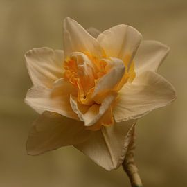 Narzisse von Saskia Schotanus