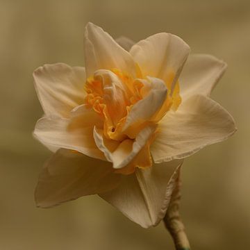 narcis van Saskia Schotanus