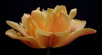 Tulpen Weelde 03