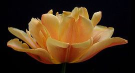 Tulpen Weelde 03 von Aart Disselen