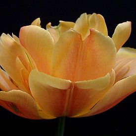 Tulpen Weelde 03 von Aart Disselen