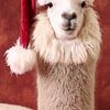 alpaca in kerstsfeer van Koffie Zwart