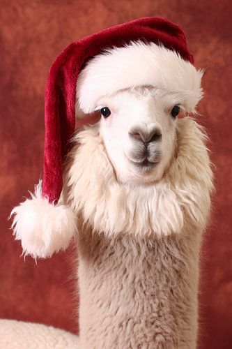 alpaca in kerstsfeer