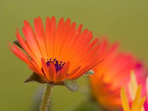 Fleur VI - Bloemen van Herma Egberts