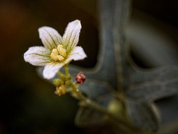 Plante sur Rob Boon