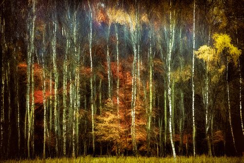 Une touche de bouleau