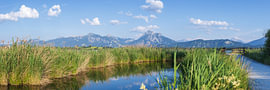 Säuling über dem stillen See