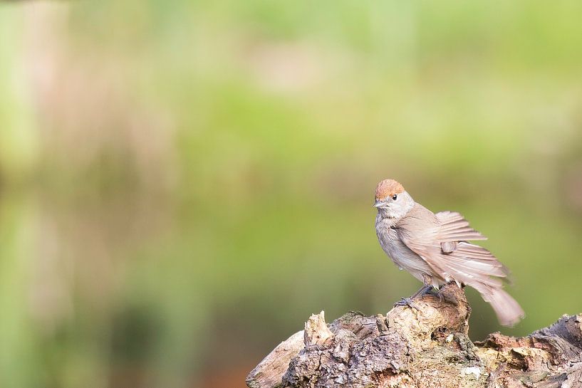 Eurasian Blackcap, Silvia atricapilla - female by Babs Boelens