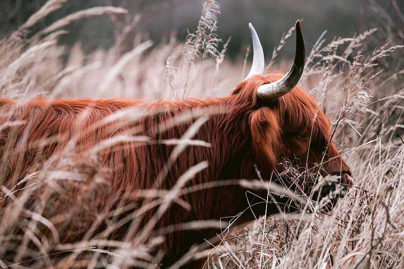 Scottish Highlanders in the amsterdam forest by Lindy Schenk-Smit
