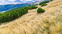 Heuvel in de bergen van Iezer Papusa in Roemenië van Jessica Lokker thumbnail