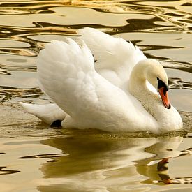 Swan by Violetta Honkisz
