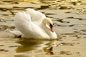 Cygne