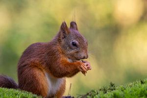 Un écureuil est assis en train de grignoter sur Paul Weekers Fotografie