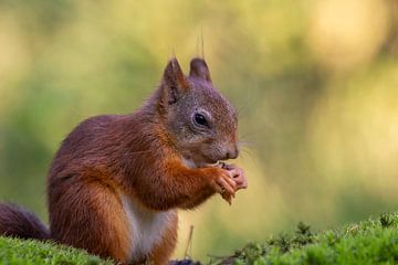 Squirrel sits nibbling nibbling by Paul Weekers Fotografie