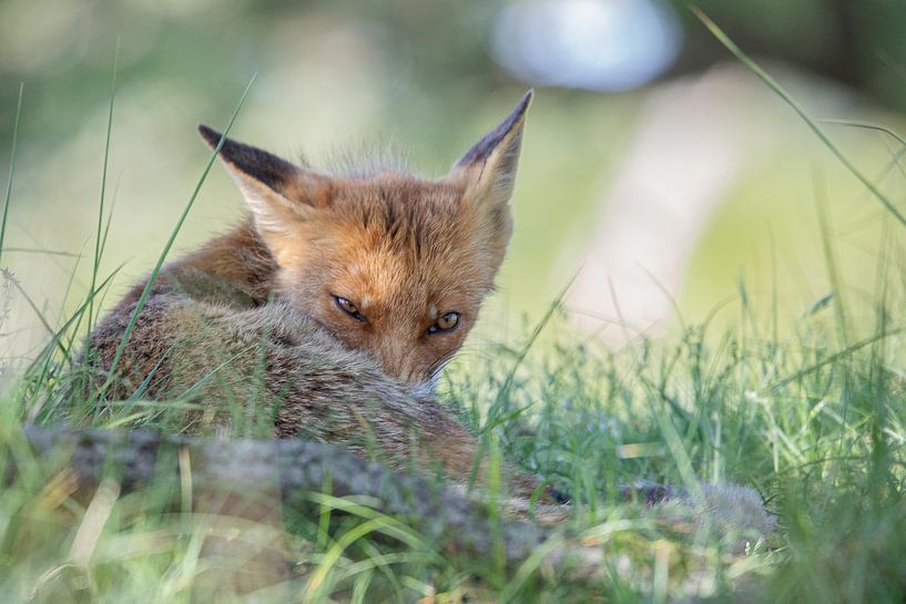 Vos van Karin van Rooijen Fotografie