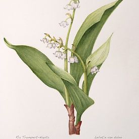 Botanical illustration, watercolor of Lily of the valley; Convallaria majalis by Ria Trompert- Nauta