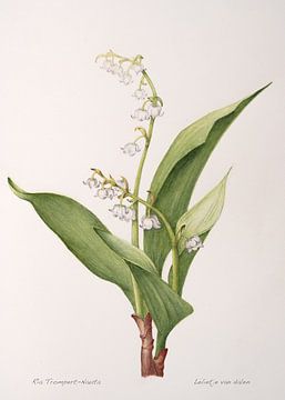 Botanical illustration, watercolor of Lily of the valley; Convallaria majalis