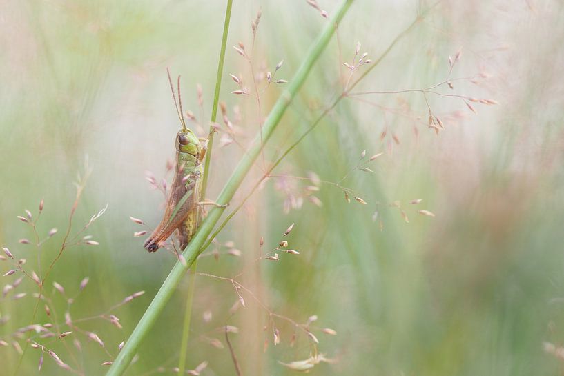 Sprinkhaan verscholen in het gras. van Astrid Brouwers