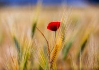 red passion