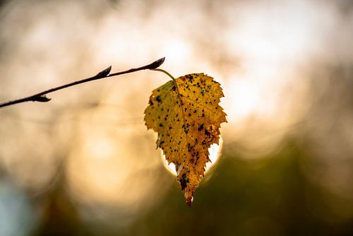 Herfstblad in tegenlicht