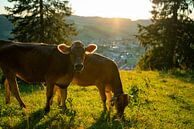 Cows on the Staufen with a view of Oberstaufen by Leo Schindzielorz thumbnail