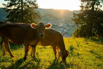 Koeien op de Staufen met uitzicht op Oberstaufen van Leo Schindzielorz