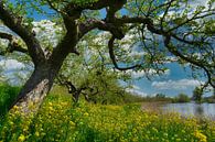 The first suns rays in the blossom by Tina Linssen thumbnail