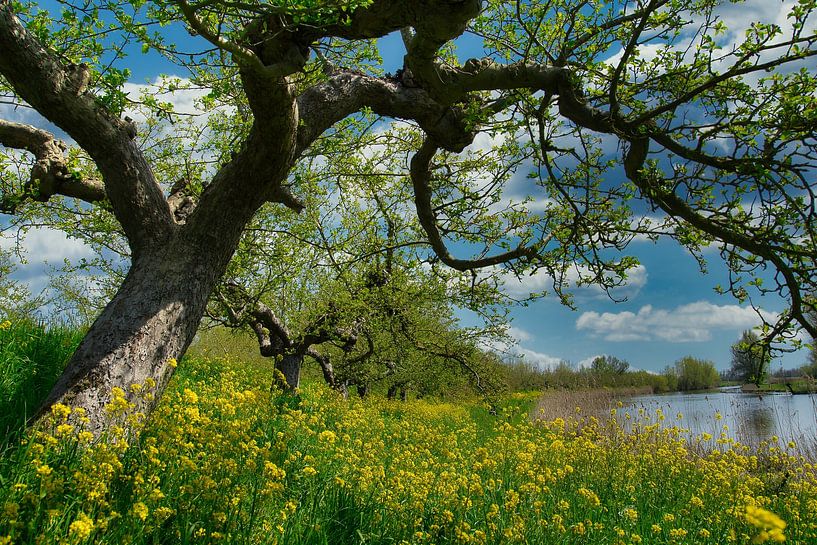 The first suns rays in the blossom by Tina Linssen