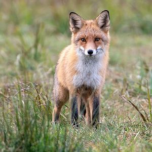 Wachsamkeit Fuchs von Bob de Bruin