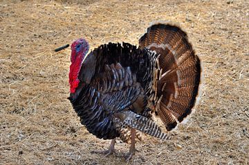 Turkey in Curaçao by Karel Frielink