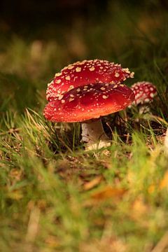 Fly agaric group by Heike Hultsch