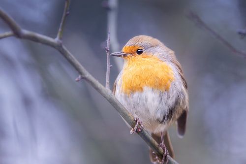 Rotkehlchen im weichen Winterlicht - ruhige Naturfotografie