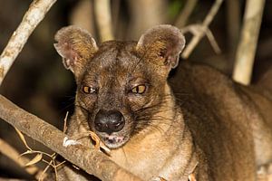 Fossa portret