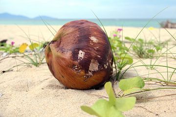Kokosnoot op het strand van Manon Leisink