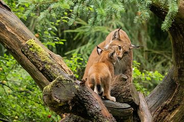 Lynx liefdevol in een boom met jong van Ivo Meeus