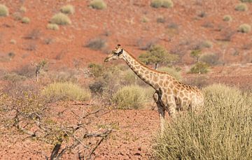 Giraffe in een prachtig oranjebruin landschap van Bas Ronteltap