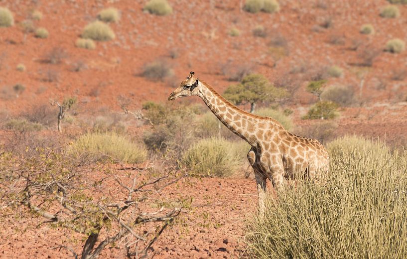 Giraffe in a red scenery by Bas Ronteltap