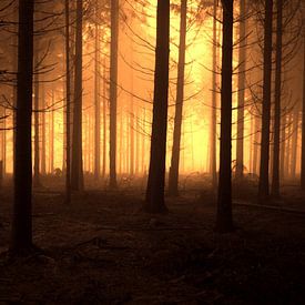 Dunkler Wald von Nils Dekker