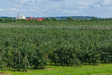 Appelboomgaard aan de Elbe