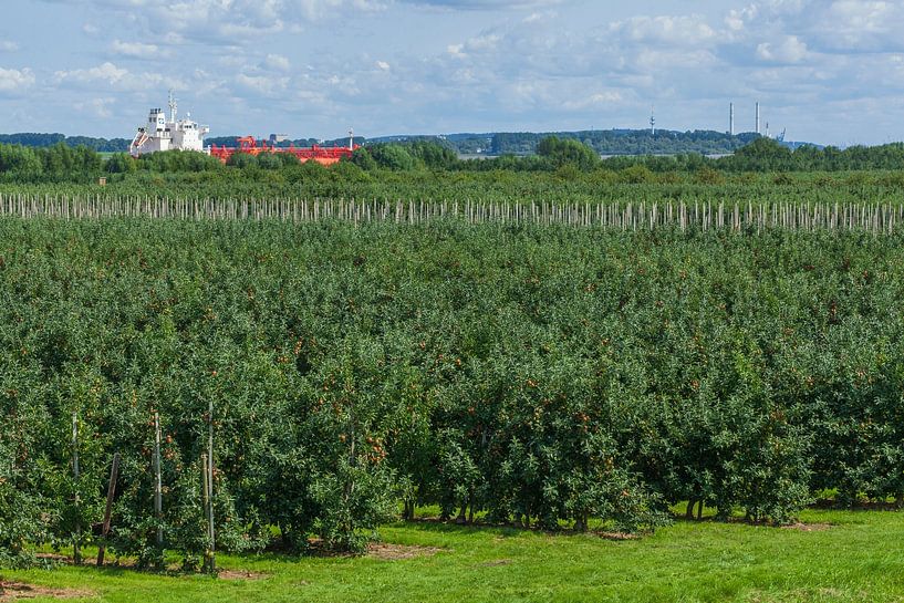 Apple orchard with Elbe by Torsten Krüger
