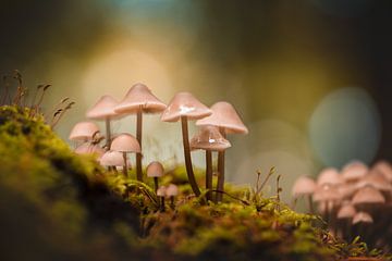 Pilze im Wald mit Bokeh