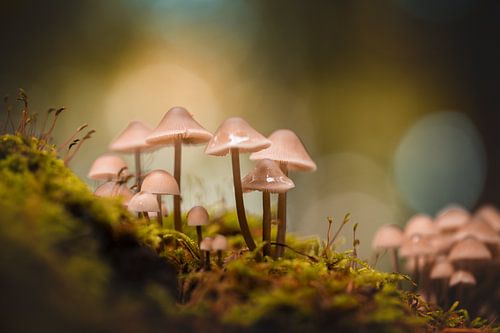 Mushrooms in the forest with bokeh