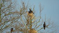 Cormorans